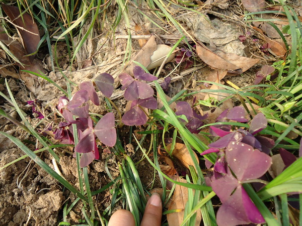 紫葉炸漿草圖片
