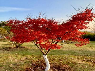 紅楓樹