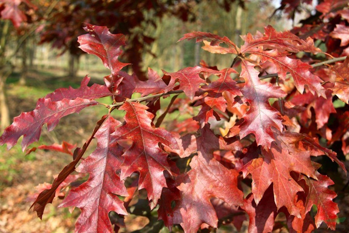 北美紅櫟