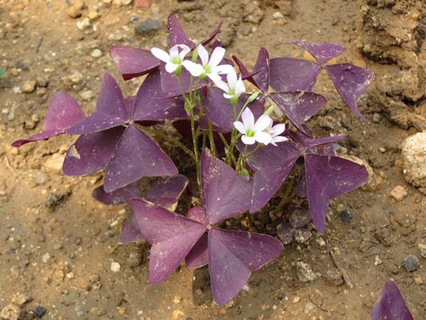 紫葉炸漿草圖片
